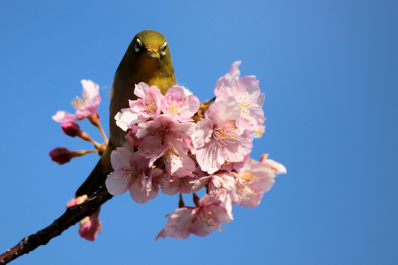 カワヅザクラの木にとまるメジロ